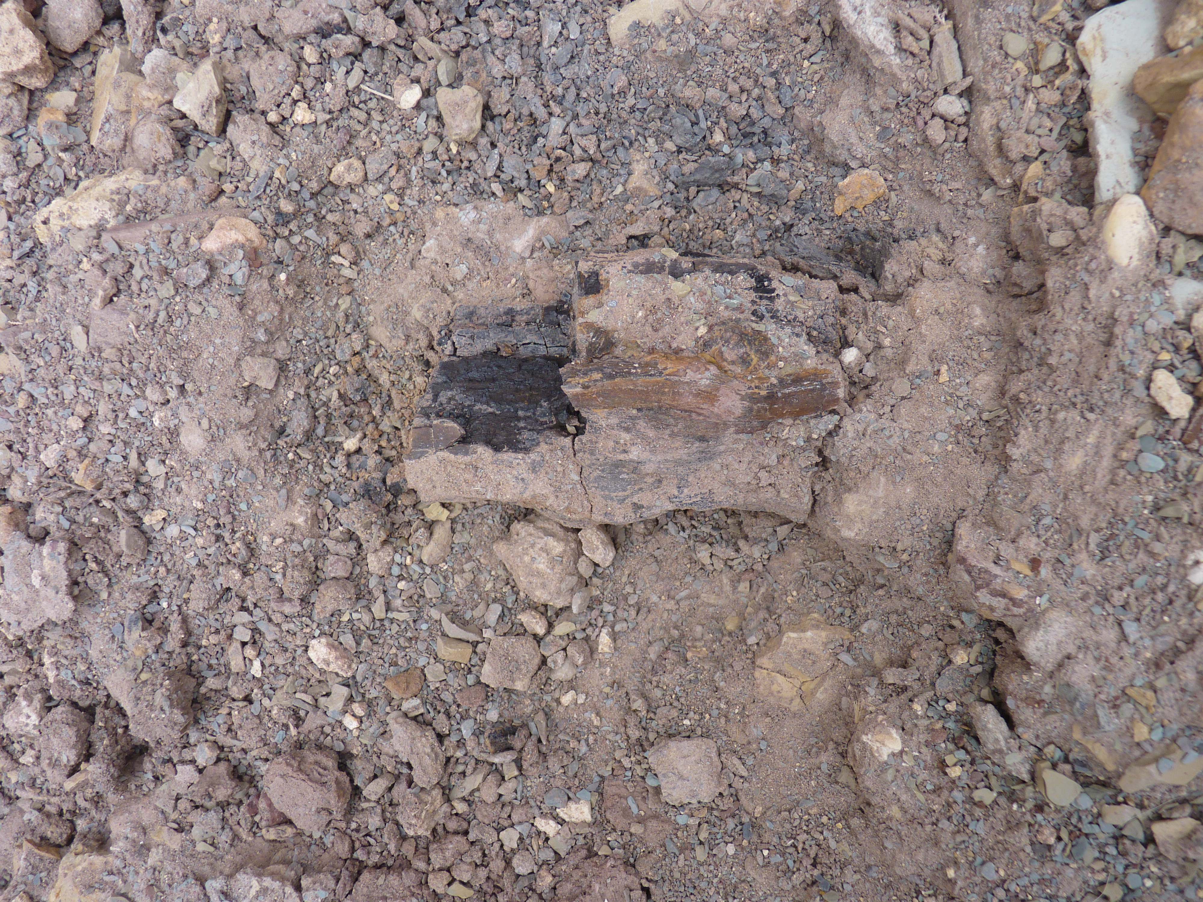 					View Vol. 3 No. 15 (2025):  Suplemento especial de Arqueología y Antropología física
				